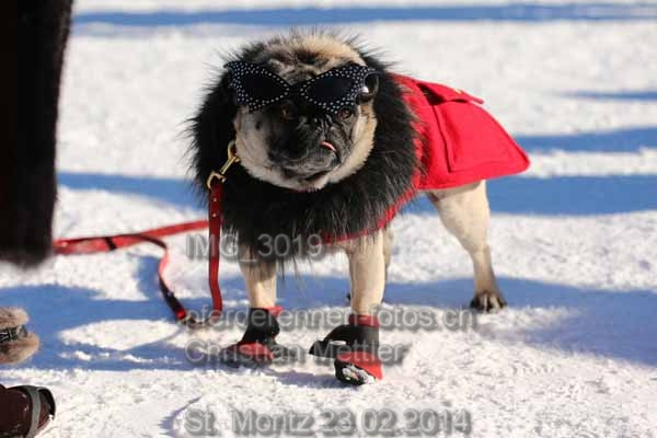 IMG 3019 prot